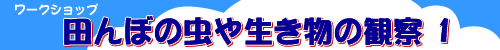 田んぼの虫や生き物の観察1